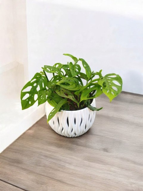 Monstera Dziurawa Monstera drobnootworowa monstera Acuminata DØ13 cm Monstera Dziurawa Monstera drobnootworowa monstera Acuminata DØ13 cm
