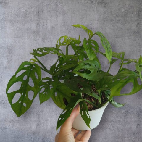 Monstera Dziurawa Monstera drobnootworowa monstera Acuminata DØ13 cm Monstera Dziurawa Monstera drobnootworowa monstera Acuminata DØ13 cm