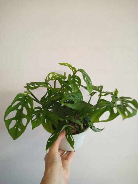 Monstera Dziurawa Monstera drobnootworowa monstera Acuminata DØ13 cm Monstera Dziurawa Monstera drobnootworowa monstera Acuminata DØ13 cm