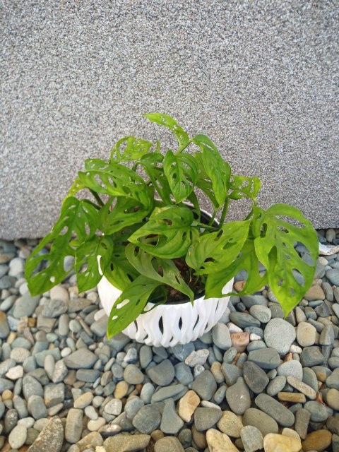Monstera Dziurawa Monstera drobnootworowa monstera Acuminata DØ13 cm Monstera Dziurawa Monstera drobnootworowa monstera Acuminata DØ13 cm
