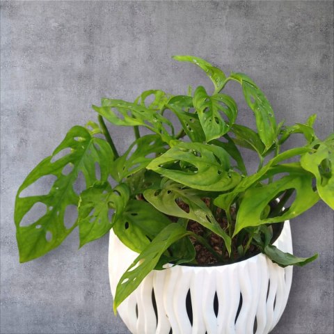 Monstera Dziurawa Monstera drobnootworowa monstera Acuminata DØ13 cm Monstera Dziurawa Monstera drobnootworowa monstera Acuminata DØ13 cm