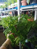 Monstera Dziurawa Monstera drobnootworowa monstera Acuminata DØ13 cm