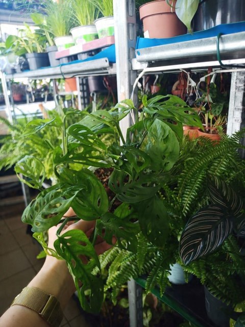 Monstera Dziurawa Monstera drobnootworowa monstera Acuminata DØ13 cm Monstera Dziurawa Monstera drobnootworowa monstera Acuminata DØ13 cm