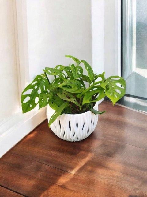 Monstera Dziurawa Monstera drobnootworowa monstera Acuminata DØ13 cm Monstera Dziurawa Monstera drobnootworowa monstera Acuminata DØ13 cm