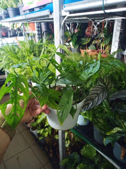 Monstera Dziurawa Monstera drobnootworowa monstera Acuminata DØ13 cm Monstera Dziurawa Monstera drobnootworowa monstera Acuminata DØ13 cm