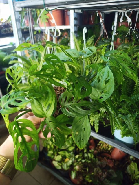 Monstera Dziurawa Monstera drobnootworowa monstera Acuminata DØ13 cm Monstera Dziurawa Monstera drobnootworowa monstera Acuminata DØ13 cm
