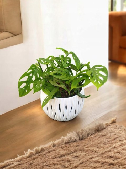 Monstera Dziurawa Monstera drobnootworowa monstera Acuminata DØ13 cm Monstera Dziurawa Monstera drobnootworowa monstera Acuminata DØ13 cm