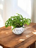 Monstera Dziurawa Monstera drobnootworowa monstera Acuminata DØ13 cm