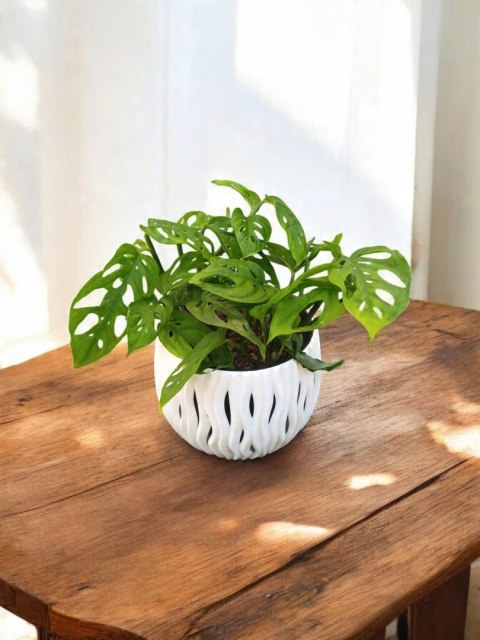 Monstera Dziurawa Monstera drobnootworowa monstera Acuminata DØ13 cm Monstera Dziurawa Monstera drobnootworowa monstera Acuminata DØ13 cm