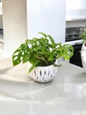 Monstera Dziurawa Monstera drobnootworowa monstera Acuminata DØ13 cm