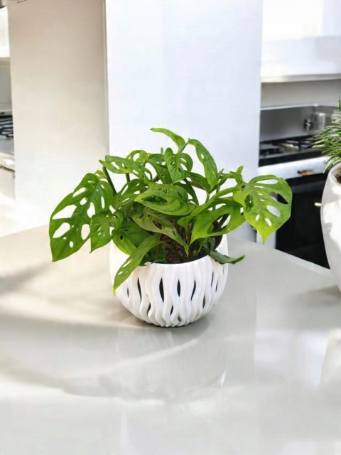 Monstera Dziurawa Monstera drobnootworowa monstera Acuminata DØ13 cm Monstera Dziurawa Monstera drobnootworowa monstera Acuminata DØ13 cm