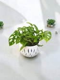 Monstera Dziurawa Monstera drobnootworowa monstera Acuminata DØ13 cm
