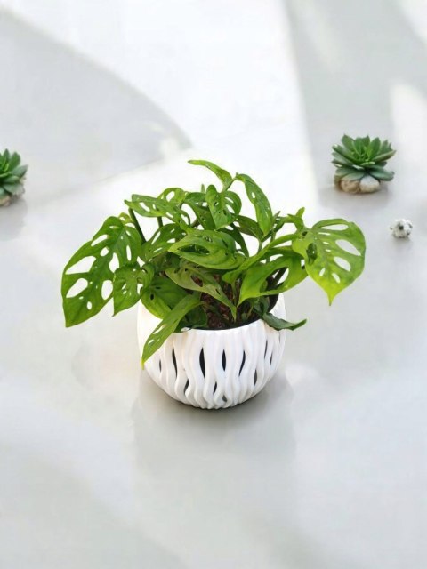Monstera Dziurawa Monstera drobnootworowa monstera Acuminata DØ13 cm Monstera Dziurawa Monstera drobnootworowa monstera Acuminata DØ13 cm