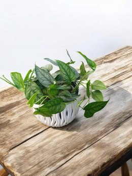 Monstera Dziurawa Monstera srebrzysta monstera Siltepecana DØ13 cm PROD. PL