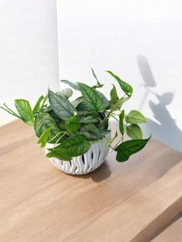 Monstera Dziurawa Monstera srebrzysta monstera Siltepecana DØ13 cm PROD. PL