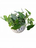 Monstera Dziurawa Monstera srebrzysta monstera Siltepecana DØ13 cm PROD. PL