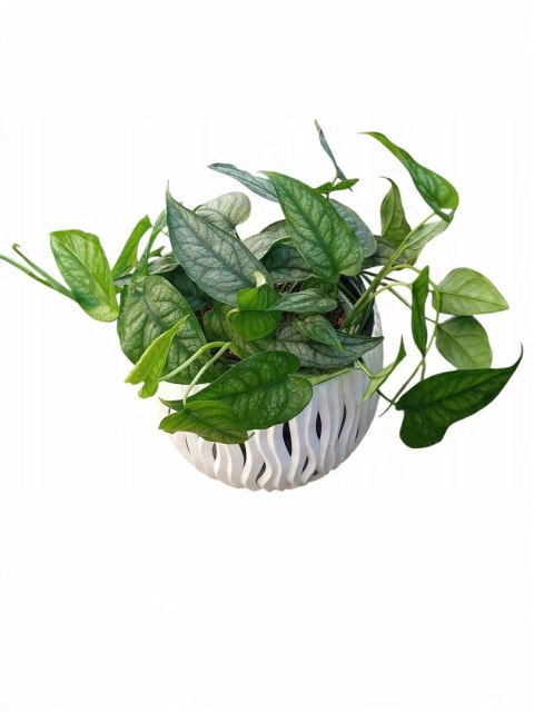 Monstera Dziurawa Monstera srebrzysta monstera Siltepecana DØ13 cm PROD. PL Monstera Dziurawa Monstera srebrzysta monstera Siltepecana DØ13 cm PROD. PL