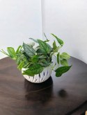 Monstera Dziurawa Monstera srebrzysta monstera Siltepecana DØ13 cm PROD. PL