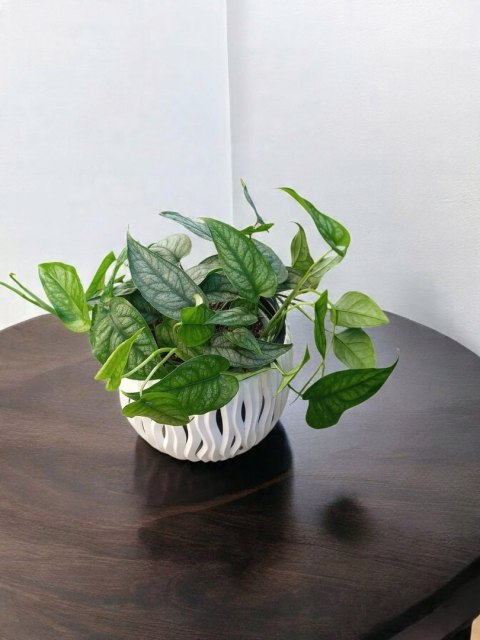 Monstera Dziurawa Monstera srebrzysta monstera Siltepecana DØ13 cm PROD. PL Monstera Dziurawa Monstera srebrzysta monstera Siltepecana DØ13 cm PROD. PL