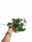 Monstera Dziurawa Monstera srebrzysta monstera Siltepecana DØ13 cm PROD. PL