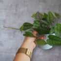 Monstera Dziurawa Monstera srebrzysta monstera Siltepecana DØ13 cm PROD. PL