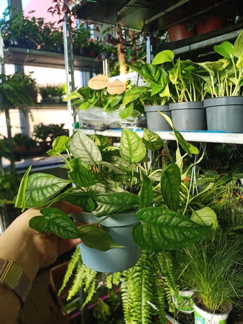 Monstera Dziurawa Monstera srebrzysta monstera Siltepecana DØ13 cm PROD. PL Monstera Dziurawa Monstera srebrzysta monstera Siltepecana DØ13 cm PROD. PL