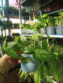 Monstera Dziurawa Monstera srebrzysta monstera Siltepecana DØ13 cm PROD. PL