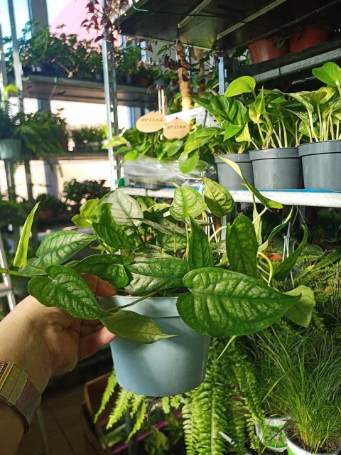 Monstera Dziurawa Monstera srebrzysta monstera Siltepecana DØ13 cm PROD. PL Monstera Dziurawa Monstera srebrzysta monstera Siltepecana DØ13 cm PROD. PL