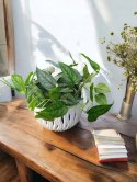 Monstera Dziurawa Monstera srebrzysta monstera Siltepecana DØ13 cm PROD. PL