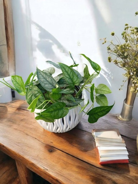 Monstera Dziurawa Monstera srebrzysta monstera Siltepecana DØ13 cm PROD. PL Monstera Dziurawa Monstera srebrzysta monstera Siltepecana DØ13 cm PROD. PL