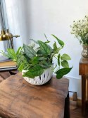 Monstera Dziurawa Monstera srebrzysta monstera Siltepecana DØ13 cm PROD. PL