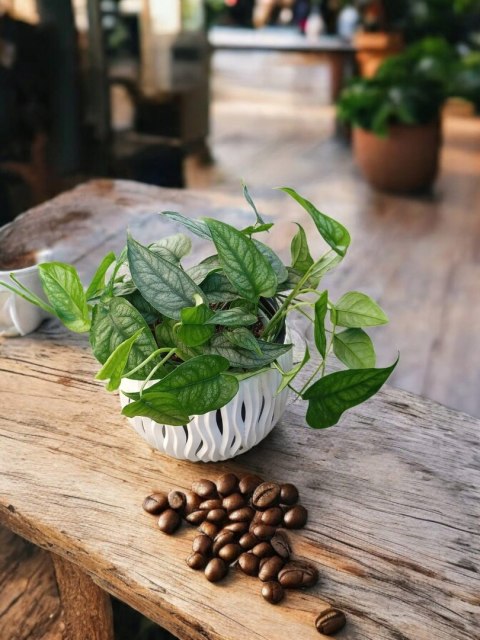 Monstera Dziurawa Monstera srebrzysta monstera Siltepecana DØ13 cm PROD. PL Monstera Dziurawa Monstera srebrzysta monstera Siltepecana DØ13 cm PROD. PL