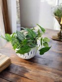 Monstera Dziurawa Monstera srebrzysta monstera Siltepecana DØ13 cm PROD. PL