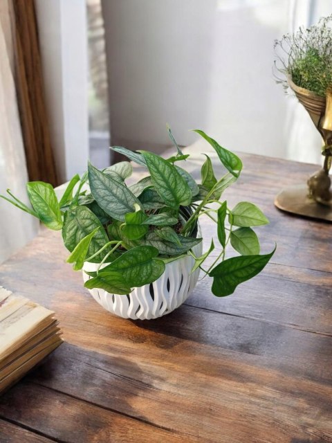 Monstera Dziurawa Monstera srebrzysta monstera Siltepecana DØ13 cm PROD. PL Monstera Dziurawa Monstera srebrzysta monstera Siltepecana DØ13 cm PROD. PL