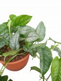 Monstera Dziurawa Monstera srebrzysta monstera Siltepecana DØ15 cm PROD. PL