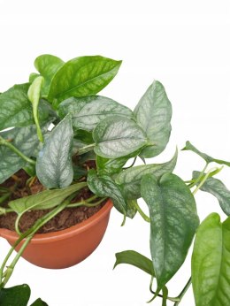 Monstera Dziurawa Monstera srebrzysta monstera Siltepecana DØ15 cm PROD. PL