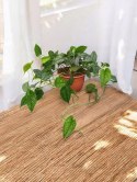 Monstera Dziurawa Monstera srebrzysta monstera Siltepecana DØ15 cm PROD. PL