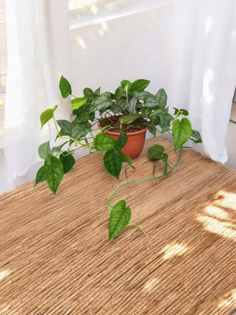 Monstera Dziurawa Monstera srebrzysta monstera Siltepecana DØ15 cm PROD. PL Monstera Dziurawa Monstera srebrzysta monstera Siltepecana DØ15 cm PROD. PL