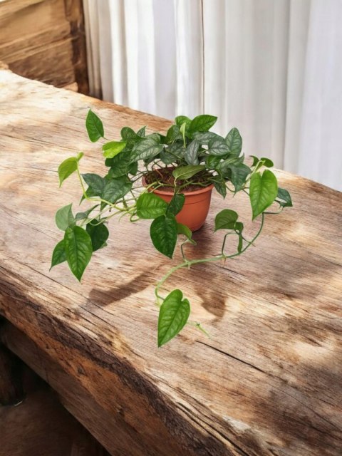 Monstera Dziurawa Monstera srebrzysta monstera Siltepecana DØ15 cm PROD. PL Monstera Dziurawa Monstera srebrzysta monstera Siltepecana DØ15 cm PROD. PL