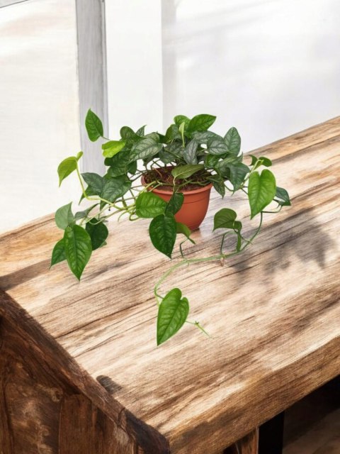 Monstera Dziurawa Monstera srebrzysta monstera Siltepecana DØ15 cm PROD. PL Monstera Dziurawa Monstera srebrzysta monstera Siltepecana DØ15 cm PROD. PL