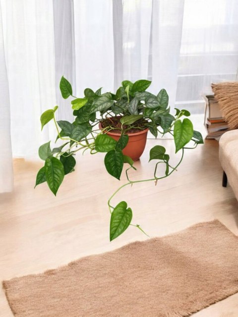 Monstera Dziurawa Monstera srebrzysta monstera Siltepecana DØ15 cm PROD. PL Monstera Dziurawa Monstera srebrzysta monstera Siltepecana DØ15 cm PROD. PL