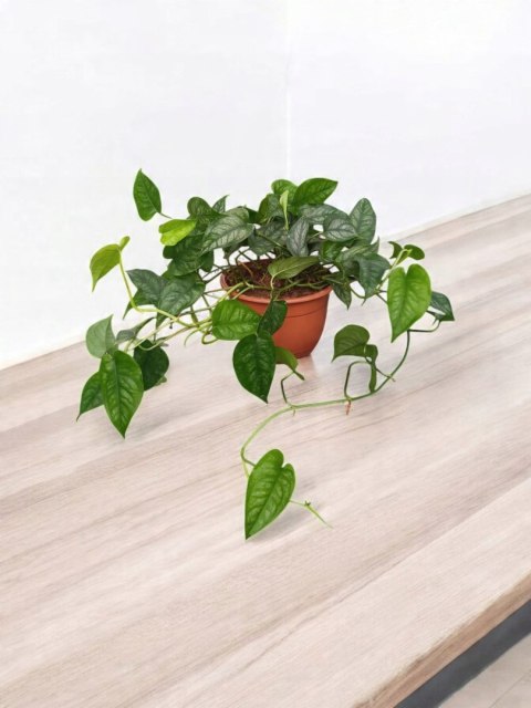 Monstera Dziurawa Monstera srebrzysta monstera Siltepecana DØ15 cm PROD. PL Monstera Dziurawa Monstera srebrzysta monstera Siltepecana DØ15 cm PROD. PL