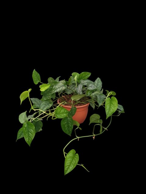 Monstera Dziurawa Monstera srebrzysta monstera Siltepecana DØ15 cm PROD. PL Monstera Dziurawa Monstera srebrzysta monstera Siltepecana DØ15 cm PROD. PL