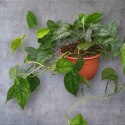 Monstera Dziurawa Monstera srebrzysta monstera Siltepecana DØ15 cm PROD. PL