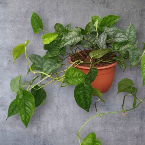Monstera Dziurawa Monstera srebrzysta monstera Siltepecana DØ15 cm PROD. PL Monstera Dziurawa Monstera srebrzysta monstera Siltepecana DØ15 cm PROD. PL