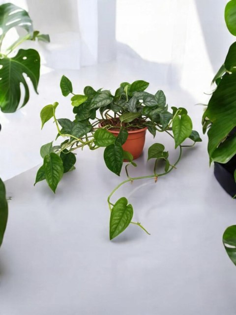 Monstera Dziurawa Monstera srebrzysta monstera Siltepecana DØ15 cm PROD. PL Monstera Dziurawa Monstera srebrzysta monstera Siltepecana DØ15 cm PROD. PL