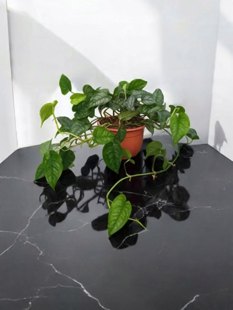 Monstera Dziurawa Monstera srebrzysta monstera Siltepecana DØ15 cm PROD. PL Monstera Dziurawa Monstera srebrzysta monstera Siltepecana DØ15 cm PROD. PL