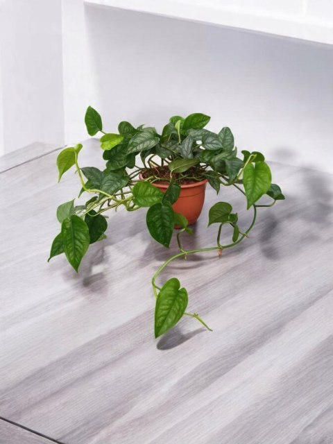 Monstera Dziurawa Monstera srebrzysta monstera Siltepecana DØ15 cm PROD. PL Monstera Dziurawa Monstera srebrzysta monstera Siltepecana DØ15 cm PROD. PL