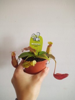 Nepenthes Dzbanecznik rosiczka owadożerna na muchy