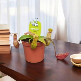 Nepenthes Dzbanecznik rosiczka owadożerna na muchy